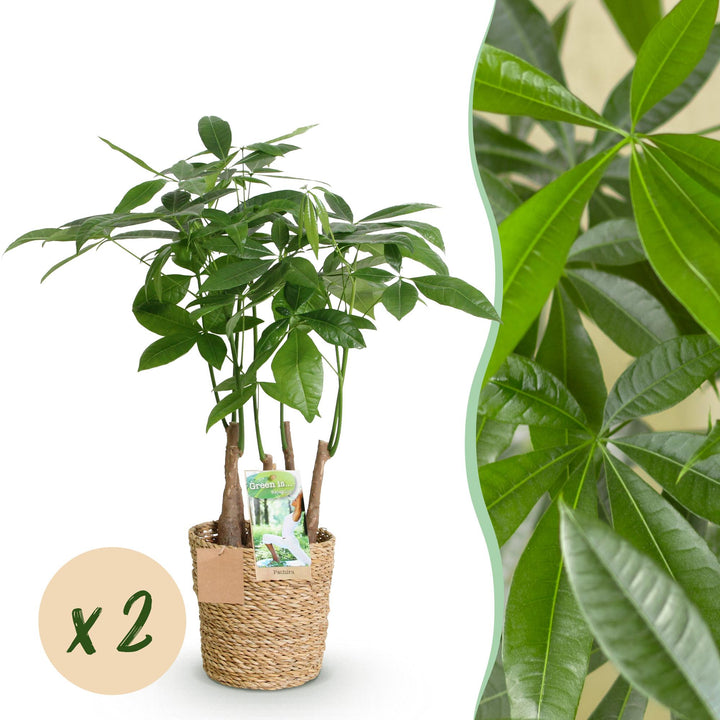 Money Tree (Pachira aquatica)