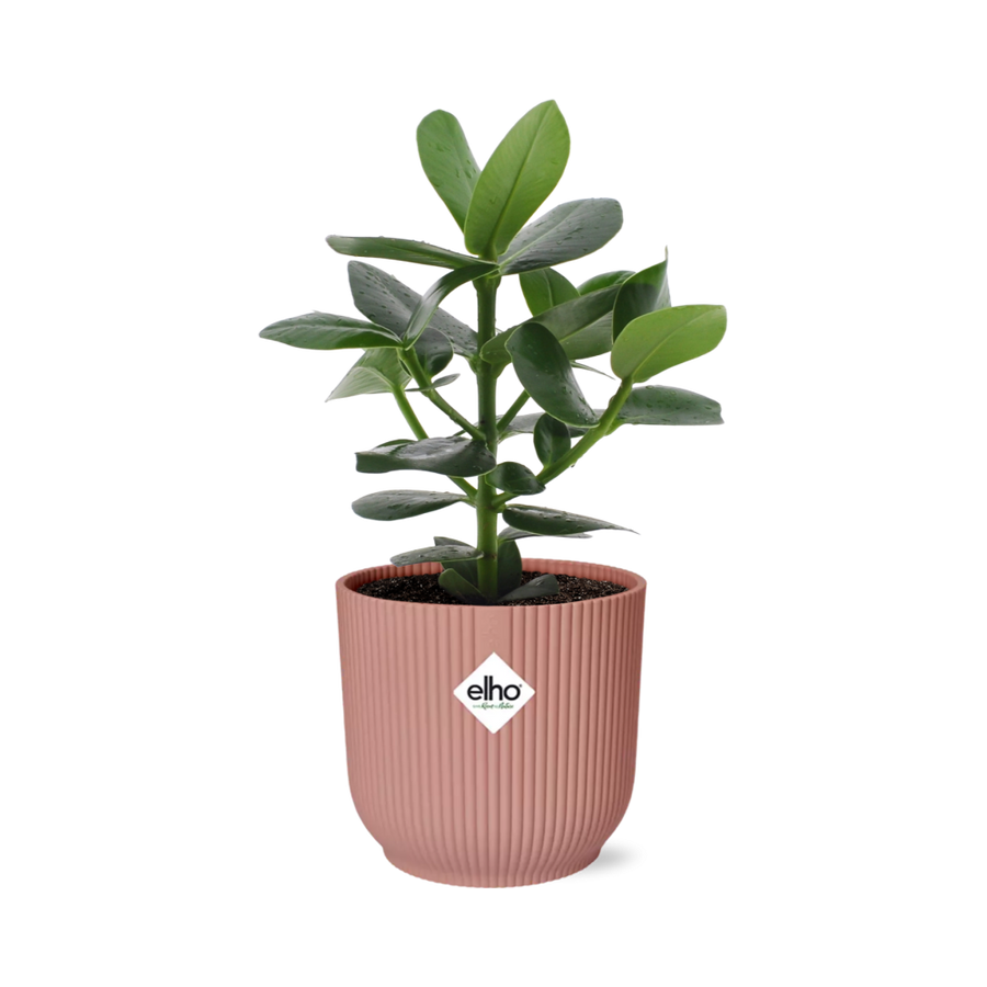 Clusia Princess autograph tree with glossy oval leaves in a pink ribbed ELHO Vibes pot