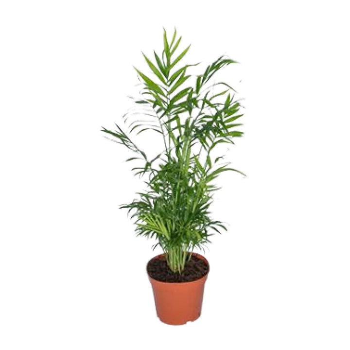 Chamaedorea Elegans Palm 17cm - Mexican Mountain Palm Indoor Plant