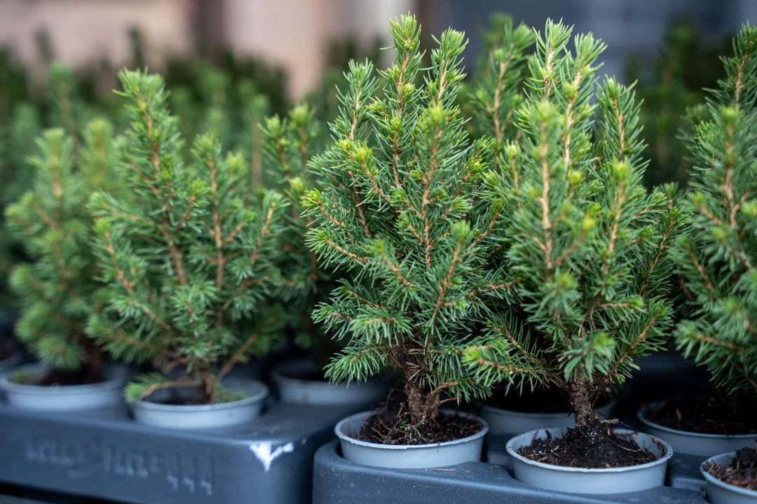 12 mini potted Christmas trees by Everspring, live Picea Glauca, 15-20cm tall, perfect for desks or holiday decor.