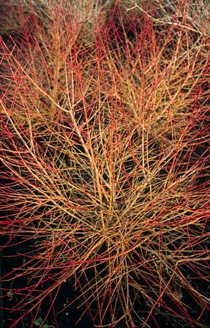48x Orange-Stemmed Dogwood 10-25cm - Cornus 'Anny's Winter Orange'