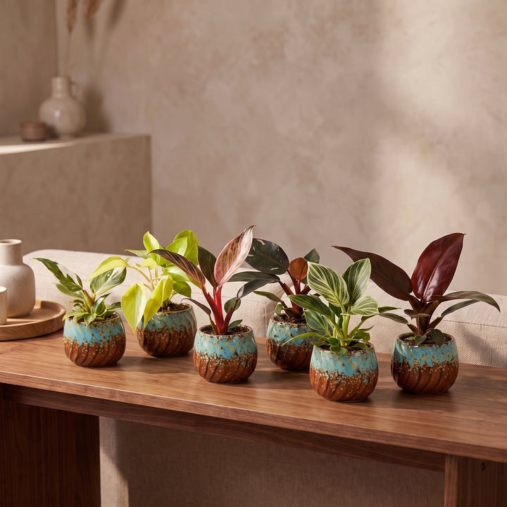 Baby Philodendron Family houseplants, pack of 6 in growing pots, image 3