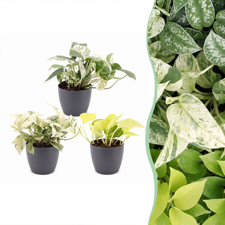 Epipremnum Tricolour indoor plants, pack of 3