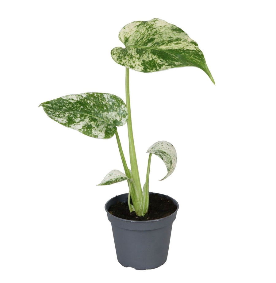 Young Monstera deliciosa Mint plant with mint and cream variegated leaves in a small grey nursery pot