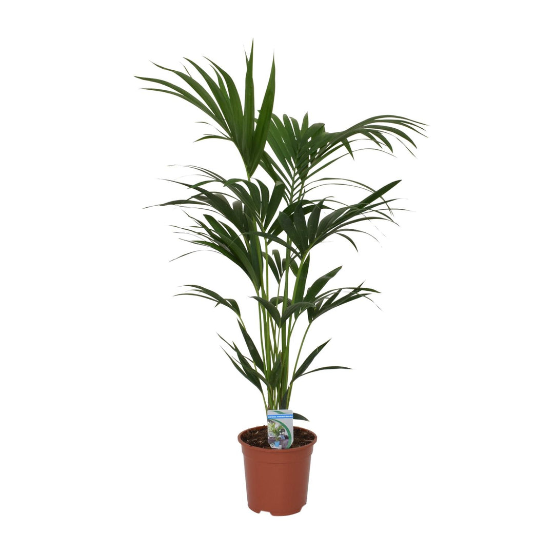 Kentia Palm Howea Forsteriana 120cm - Indoor Air Purifying Plant