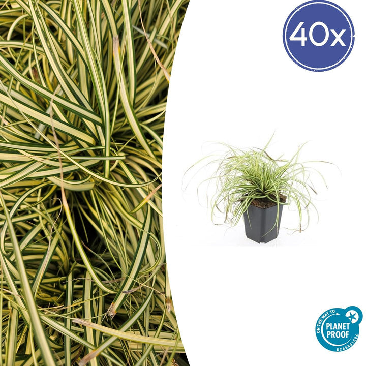 40x Carex Evergold Japanese Sedge - Variegated Gold - 9cm Pots
