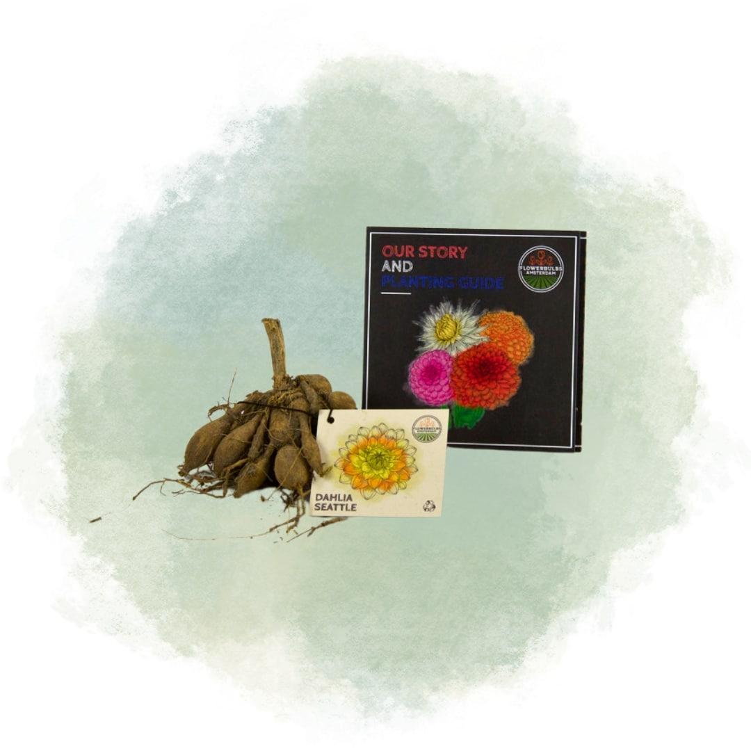 Flowerbulbs Amsterdam - 12 dahlia seattle tubers for 2 m², large flowered appearance