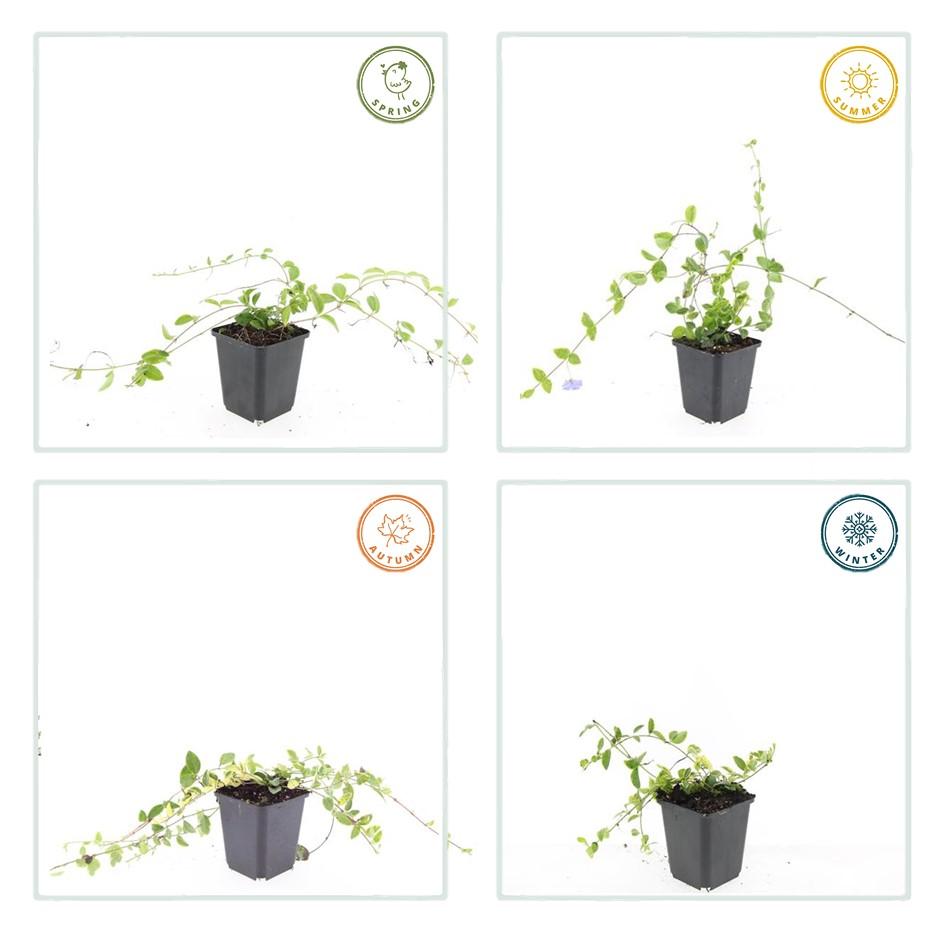 60x Vinca minor 'Blue and Gold' Evergreen Ground Cover - 10-25cm