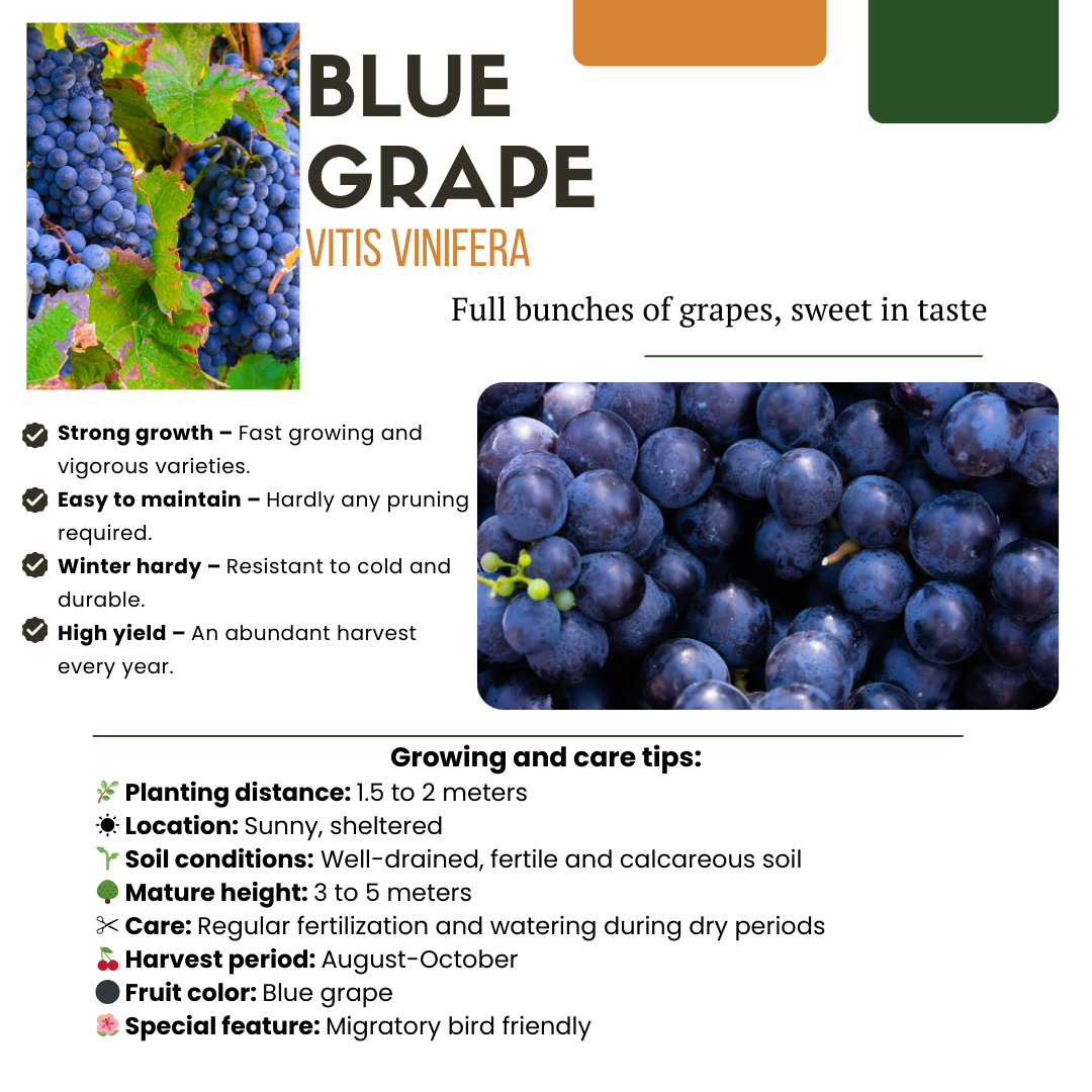 3 biological grape plants in 13 cm pots, featuring lush blue grapes, from Everspring.