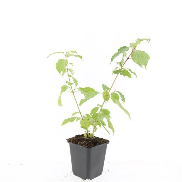 48x Orange-Stemmed Dogwood 10-25cm - Cornus 'Anny's Winter Orange'