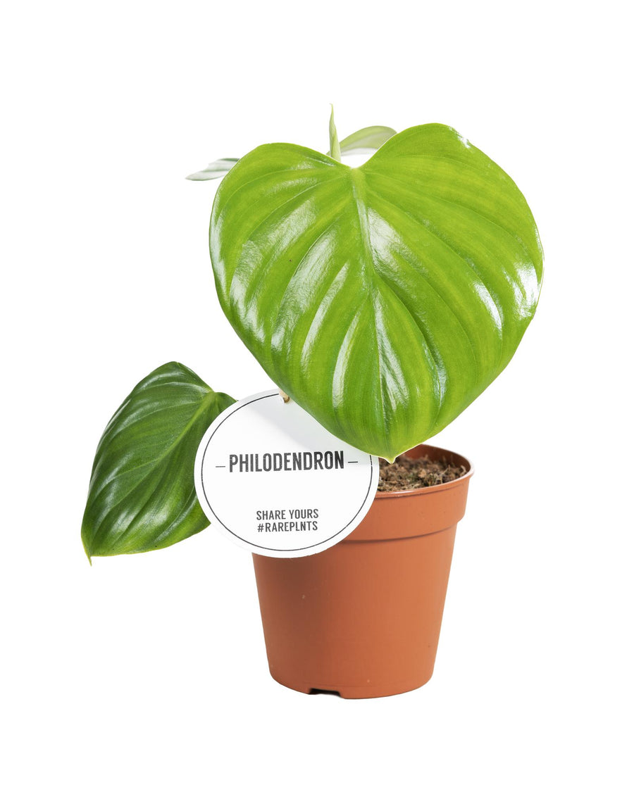 Philodendron Pittieri houseplant in a 12cm pot, featuring lush green leaves, by Everspring