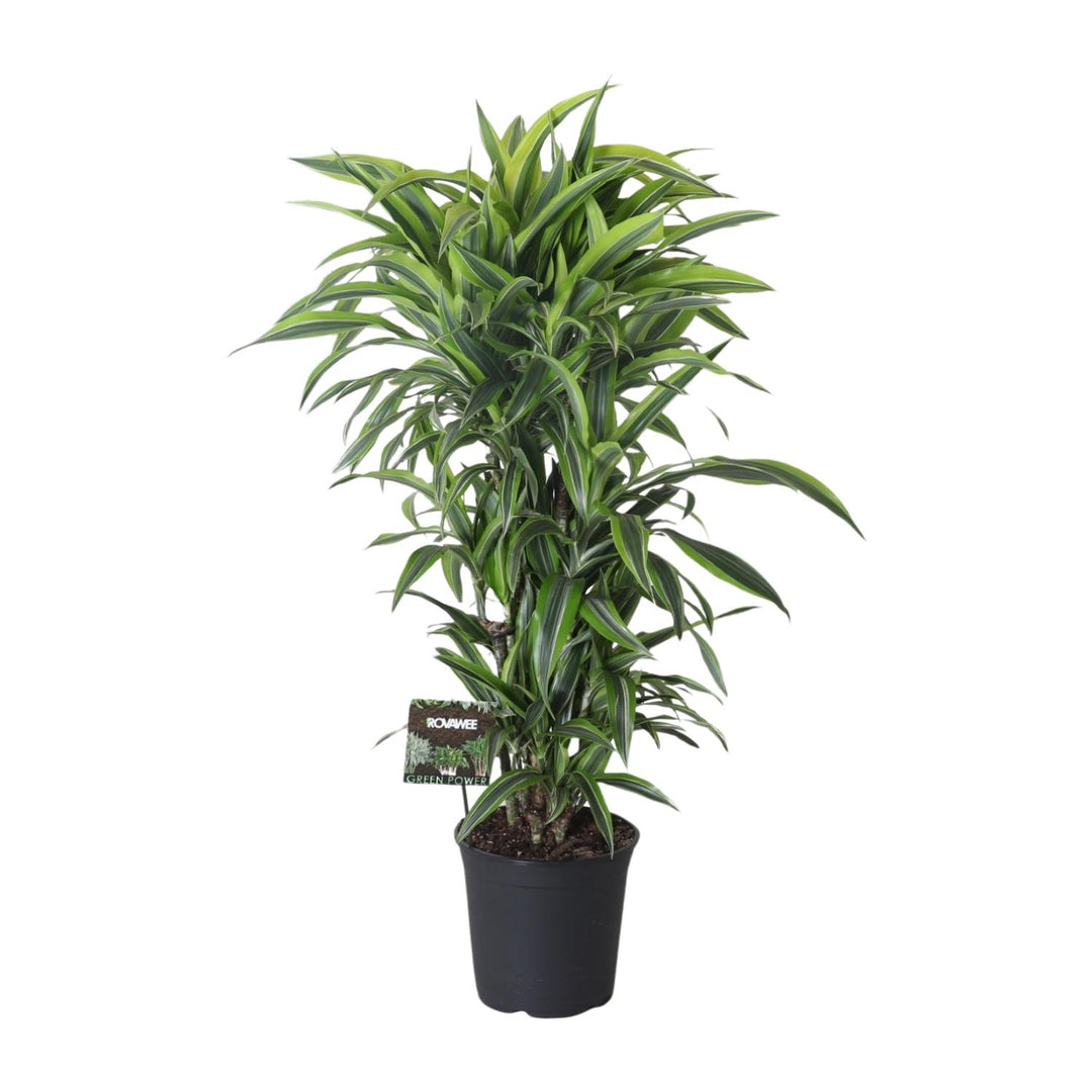 Dracaena Fragrans Lemon Lime dragon tree with yellow-green striped foliage in black pot, approximately 120cm tall