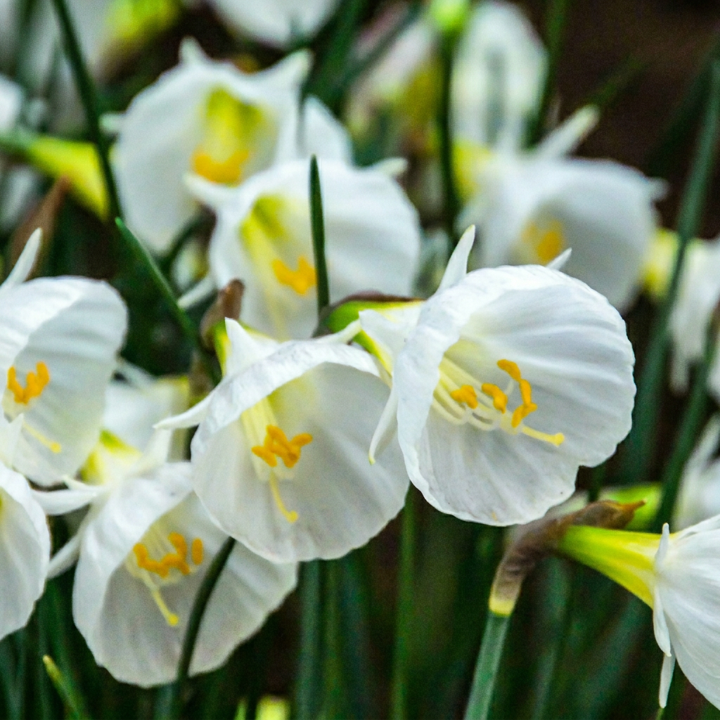 160x Narcissus White Petticoat - Narcisse à jupon blanc - Blanc - Floraison printanière - Calibre 6/8