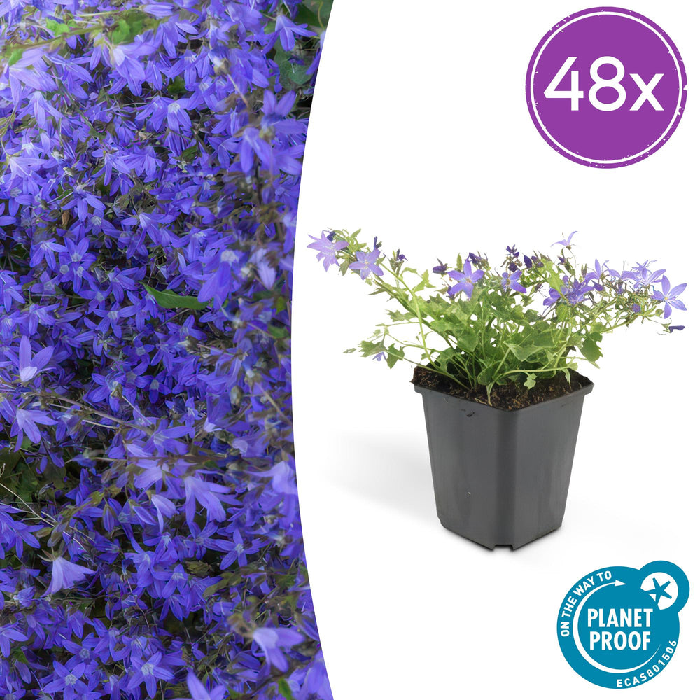Campanula Stella Blue flowering ground cover plants in 9cm pots, ideal for borders and edging, by Everspring.