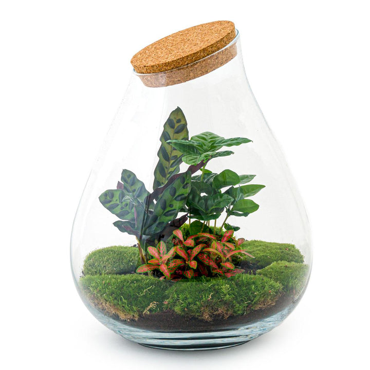 DIY terrarium - Drop XL Red - ↕ 37 cm - Rake + Shovel + Tweezer + Scissors