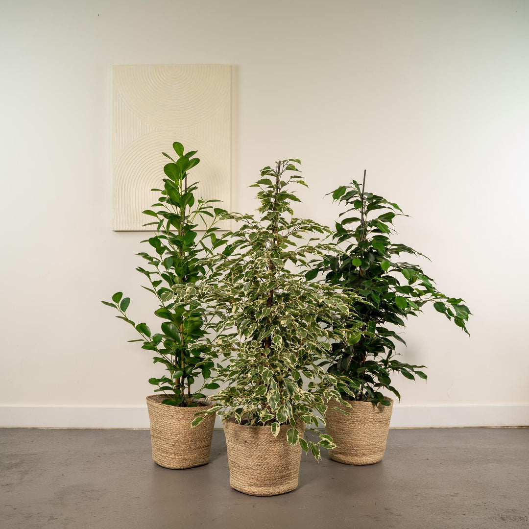 3 Ficus Plant Bundle with Basket - 95cm Air-Purifying Indoor Plants