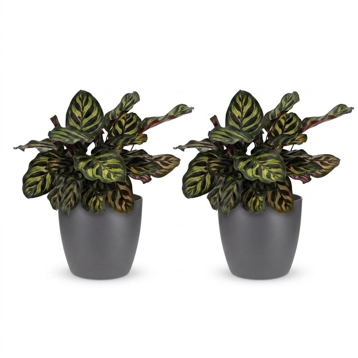 Calathea Makoyana - Peacock Plant - 2 Plants - with Potter Grijs - Pot 12cm - Height 25cm