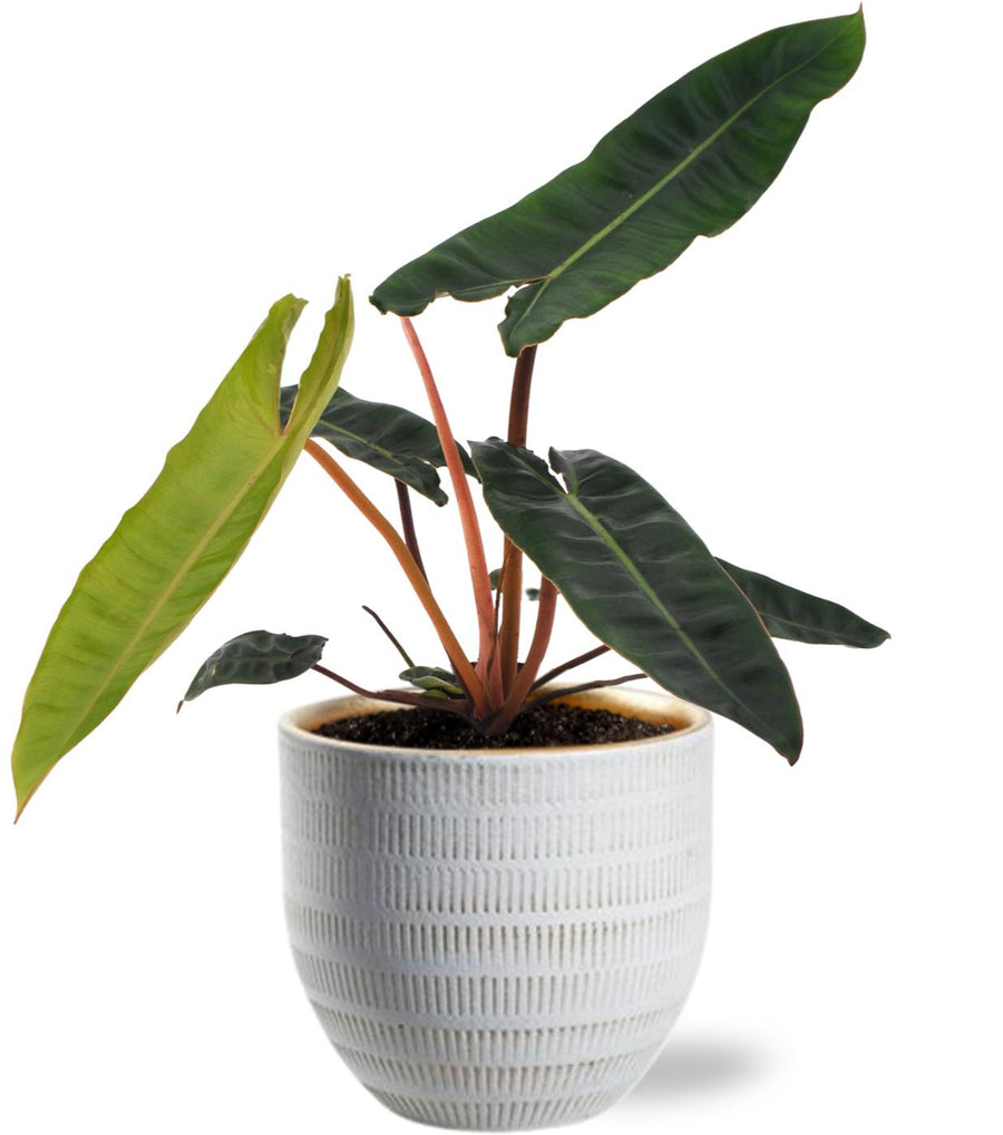 Philodendron Billietiae houseplant in a white pot, 25cm tall, by Everspring, featuring large green leaves.