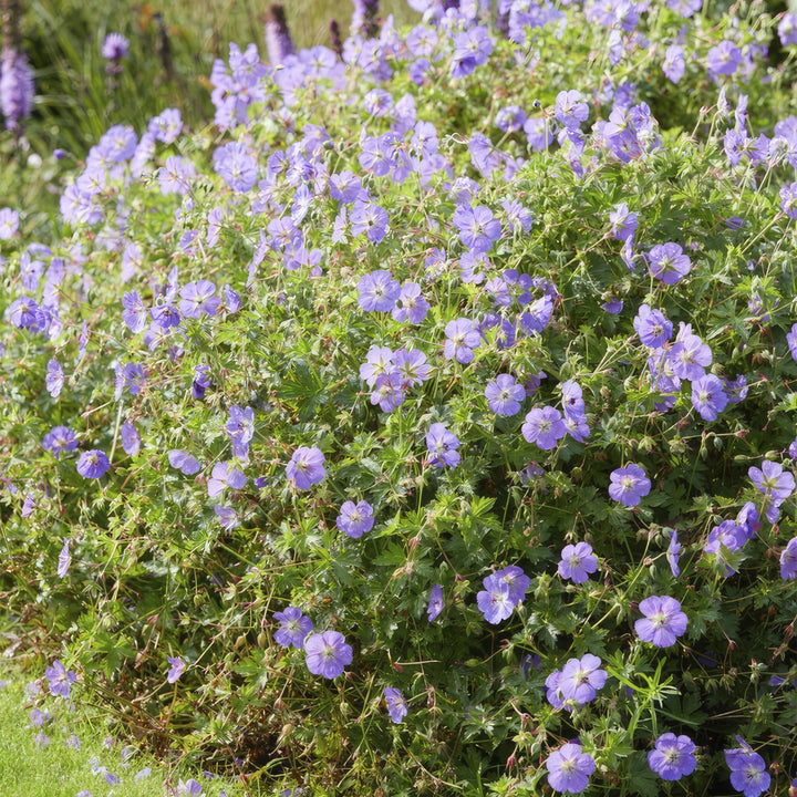 Geranium Rozanne Plants - Long Blooming Perennial Groundcover