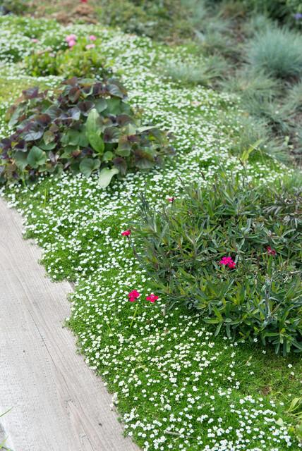 60x Sagina Subulata Irish Moss - Dense Evergreen Ground Cover 9cm Pots