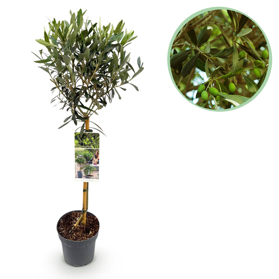 Olea Europaea olive tree on stem 90cm — single woody trunk with rounded canopy of grey-green olive leaves in a Ø19cm pot, evergreen terrace and balcony tree