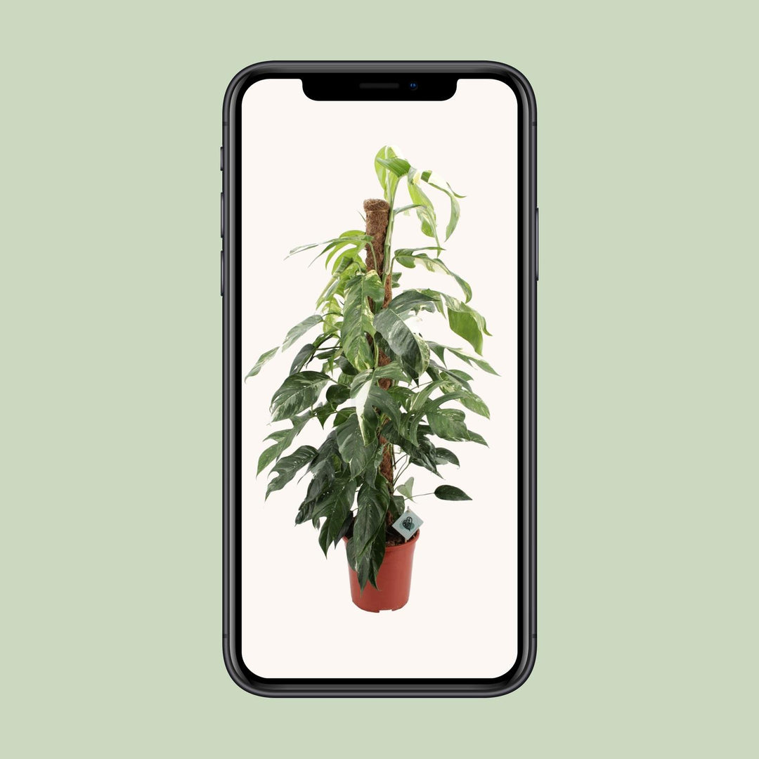 Epipremnum Pinnatum Albo Variegata | Variegated Pothos Plant