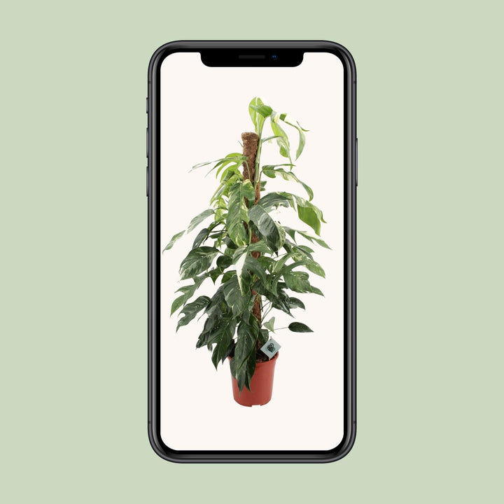 Epipremnum Pinnatum Albo Variegata | Variegated Pothos Plant