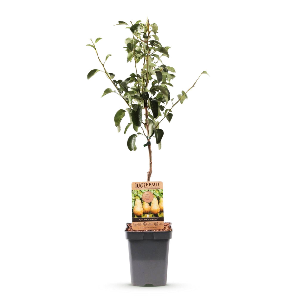 Pyrus communis 'Conference' pear tree, 1 tree about 90cm tall in a 21cm pot - view 2