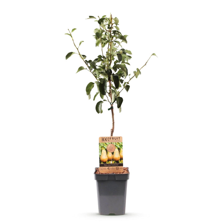 Pyrus communis 'Conference' pear tree, 1 tree about 90cm tall in a 21cm pot - view 2