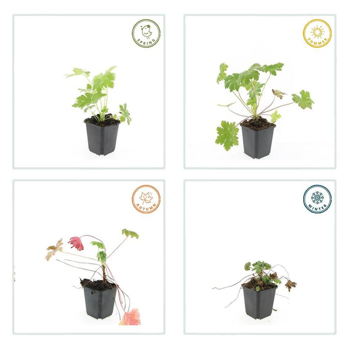 Geranium macrorrhizum Ingwersen's Variety - Hardy Pink Groundcover