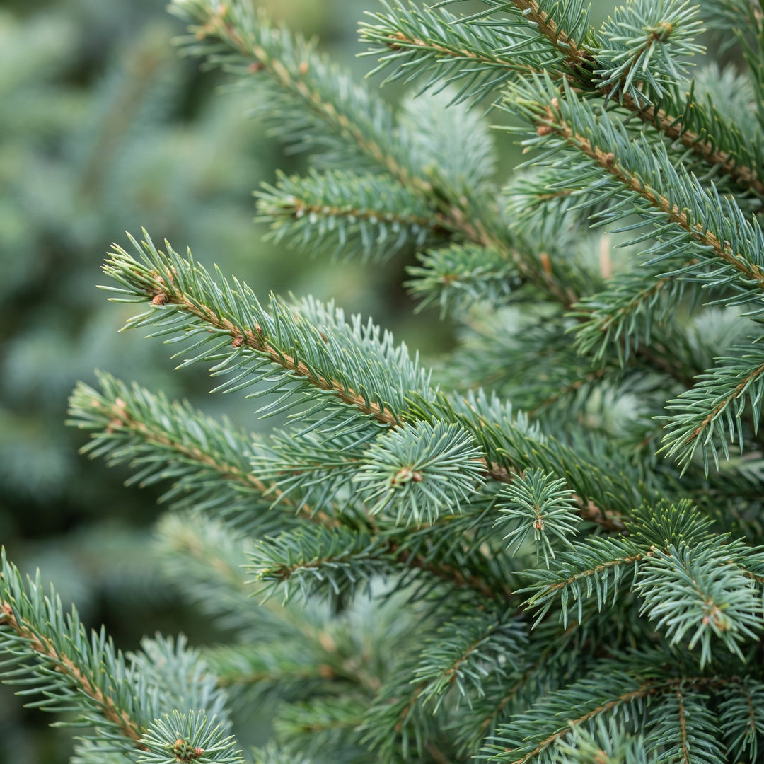 Picea omorika Serbian Spruce Christmas tree in Ø23cm pot, image 4