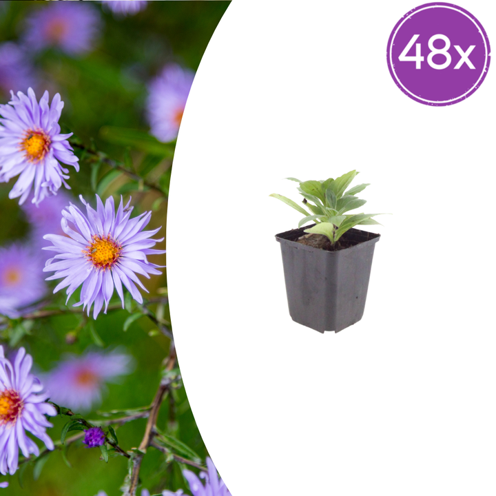 48x Aster frikartii 'Monch' - ↕10-25cm - Ø9cm