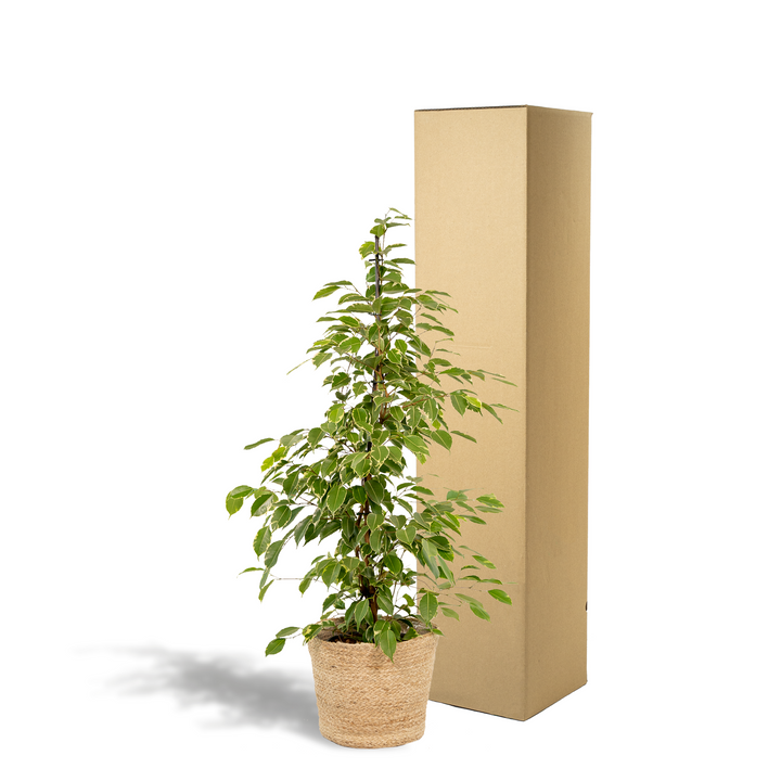 Ficus benjamina Goldenking - Ø21cm - ↕95cm + Basket Selin