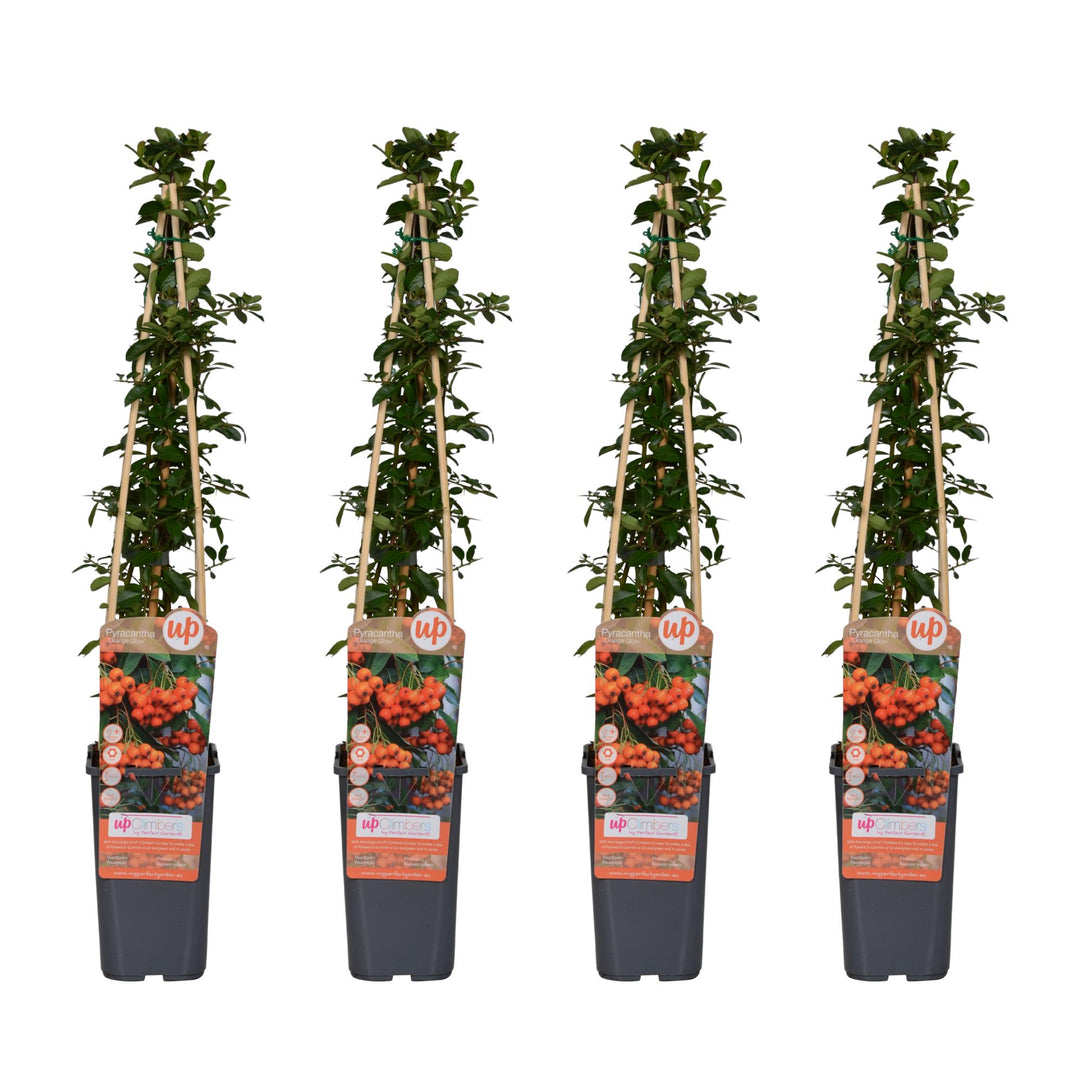 4x - Pyracantha 'Orange Glow' - ↨65cm - Ø15