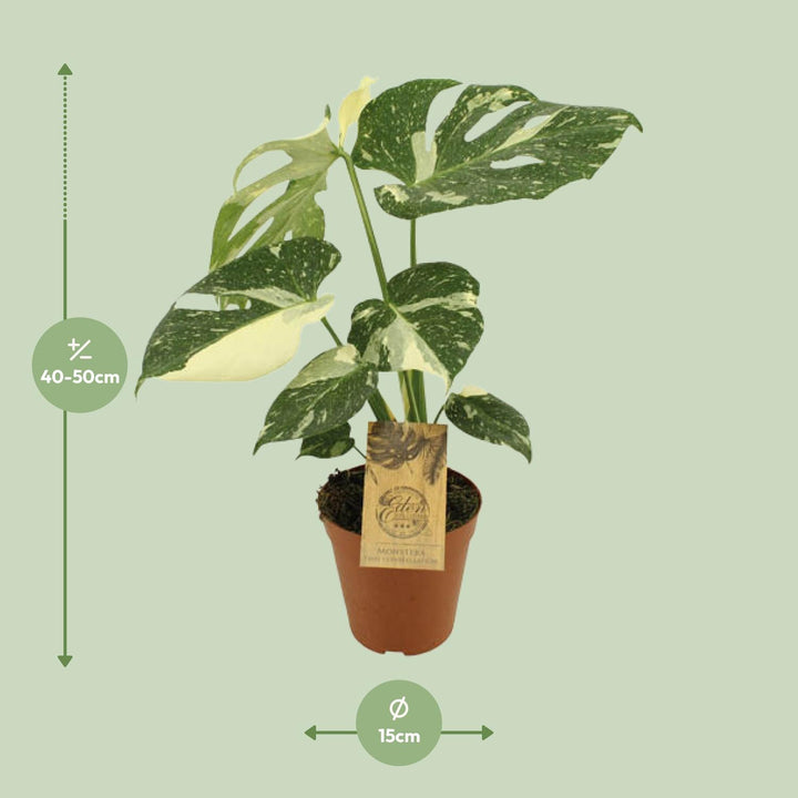 Monstera Thai Constellation 15cm Pot - Variegated Houseplant 50cm