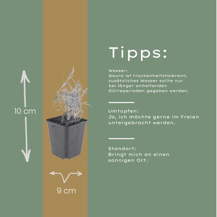 24x Gaura lindheimeri - ↕10-25cm - Ø9cm