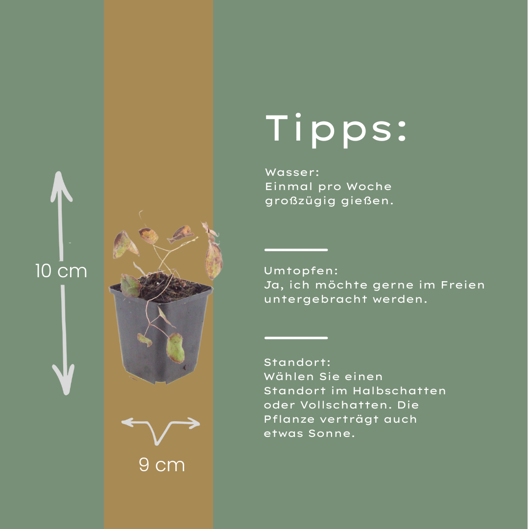 6x Epimedium rubrum - ↕10-25cm - Ø9cm