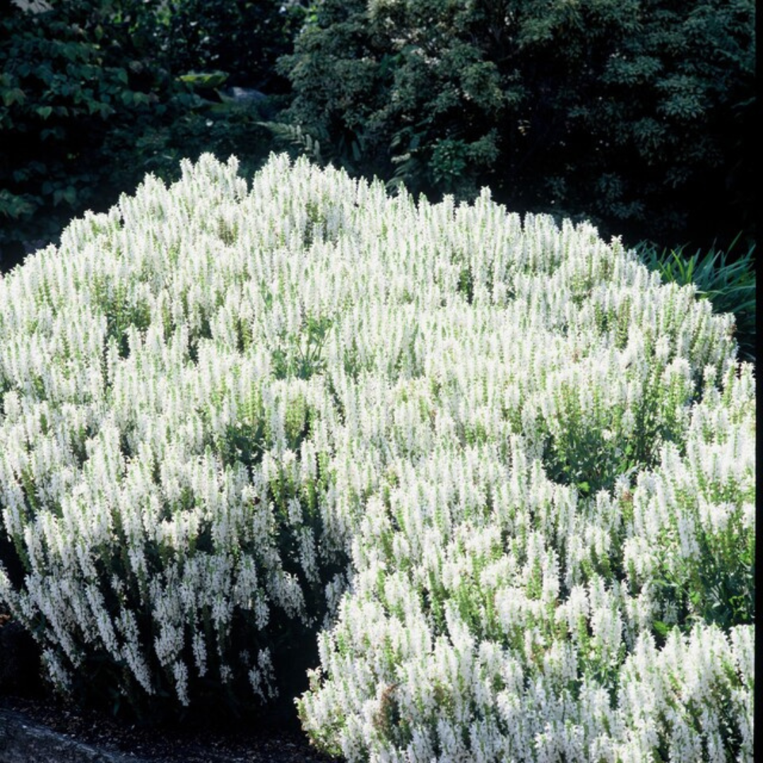 48x Salvia n. 'Schneehugel' - ↕10-25cm - Ø9cm