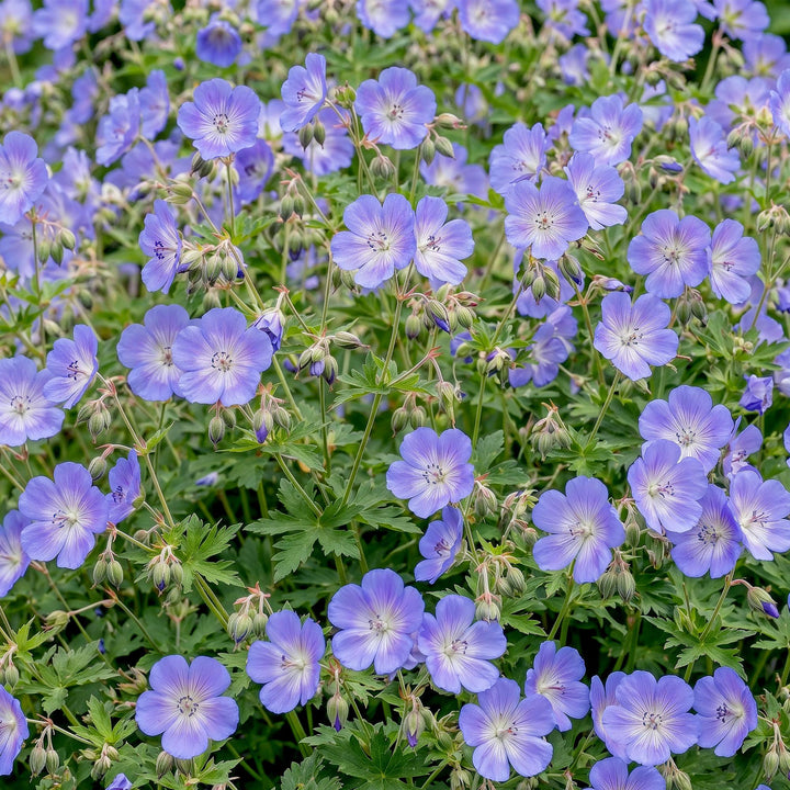 24 Geranium 'Rozanne' cranesbill plants in 11cm pots, 15-25cm tall - view 6