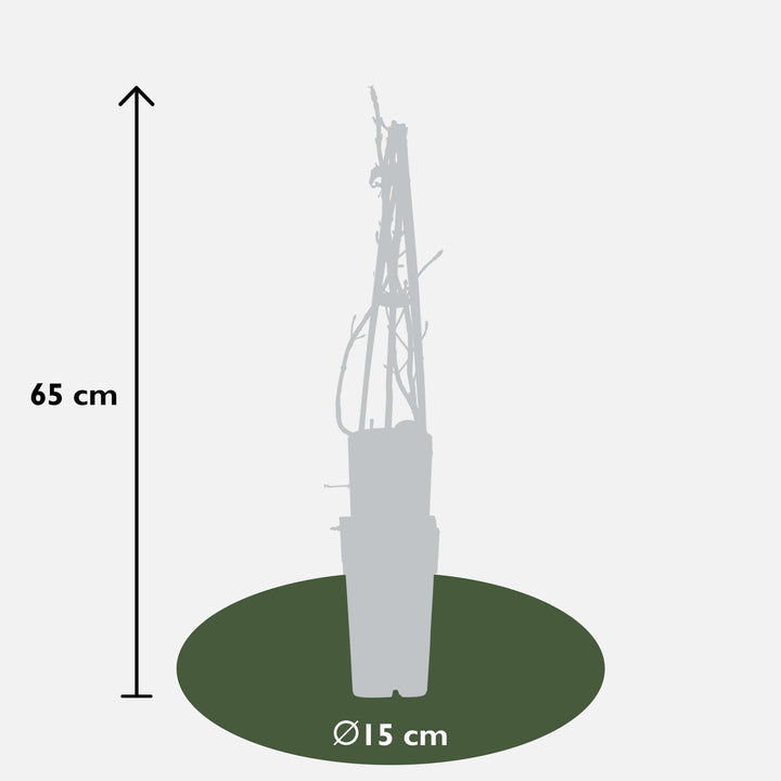 3x Hydrangea Petiolaris - Climbing Hydrangea - ↕65cm - Ø15cm