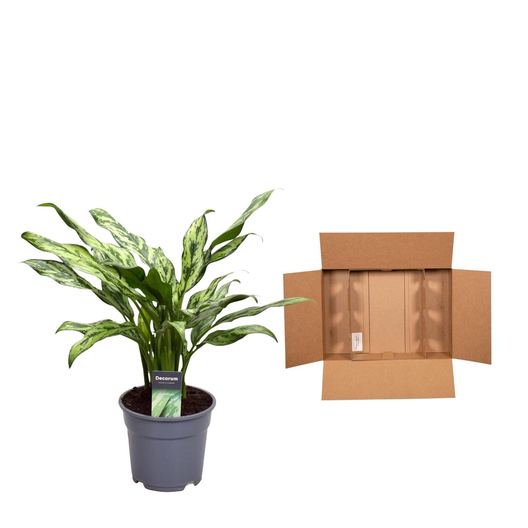 Aglaonema Juliette Chinese Evergreen - Silver Striped Indoor Plant