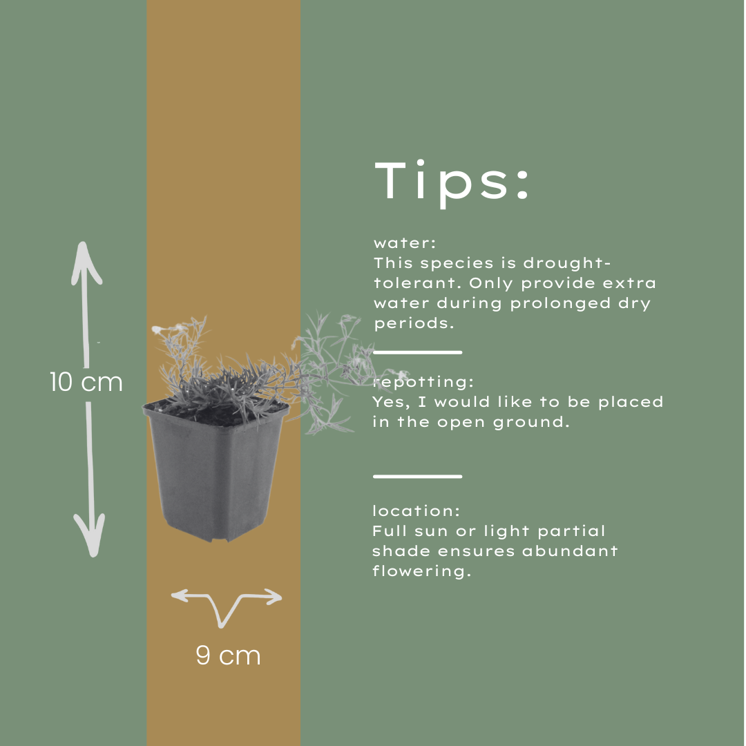 6x Phlox (S) 'Emerald Cushion Blue'- ↕10-25cm - Ø9cm