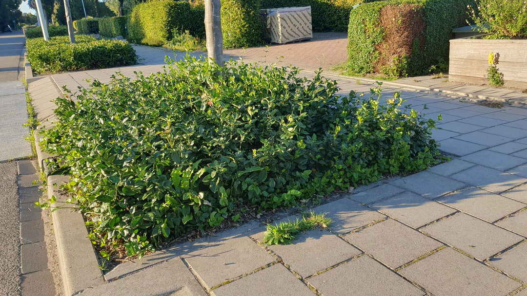 40x Purple Wintercreeper Euonymus fortunei 'Coloratus' 10-25cm alternative angle showing habit and leaf structure