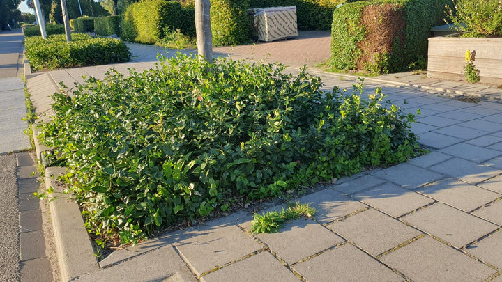 40x Purple Wintercreeper Euonymus fortunei 'Coloratus' 10-25cm alternative angle showing habit and leaf structure