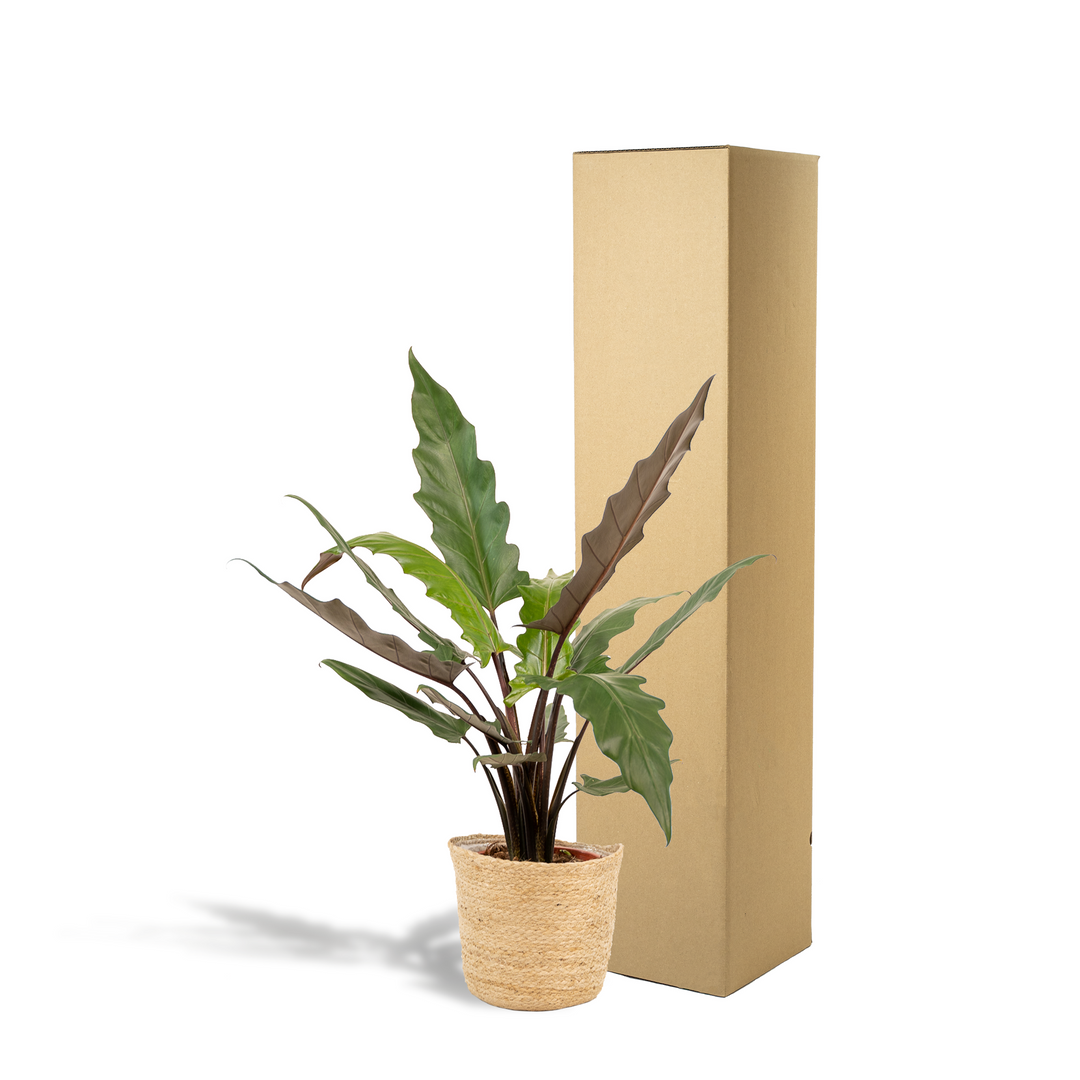 Alocasia Lauterbachiana - Ø19cm - ↕80cm + Basket Selin