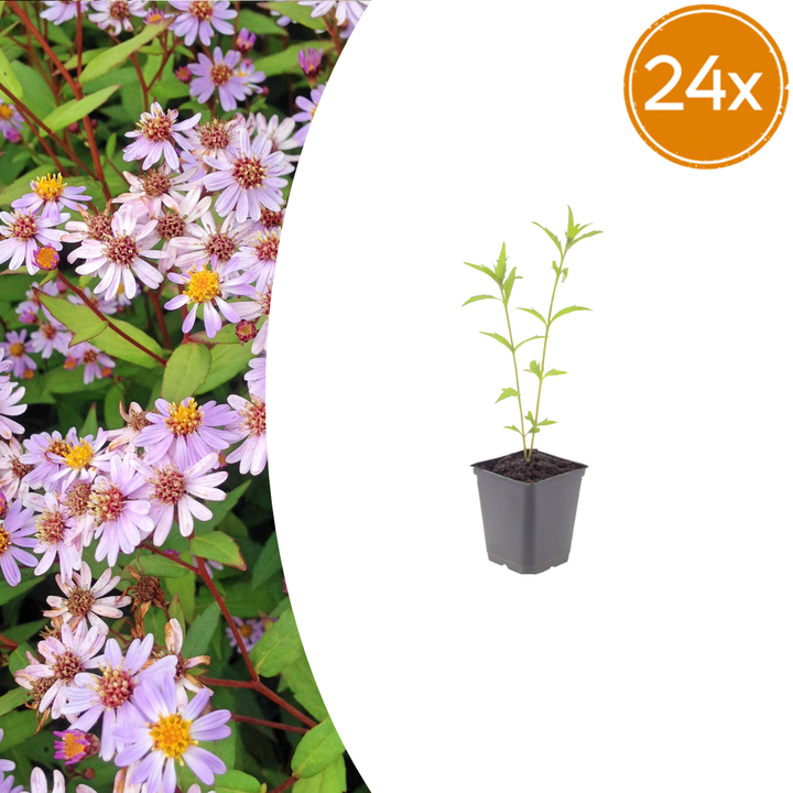 24x Kalimeris incisa 'Blue Star' - ↕10-25cm - Ø9cm