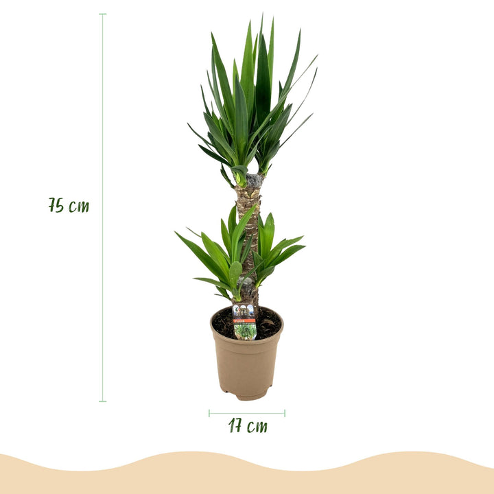 Yucca (Yucca elephantipes), detail view 2