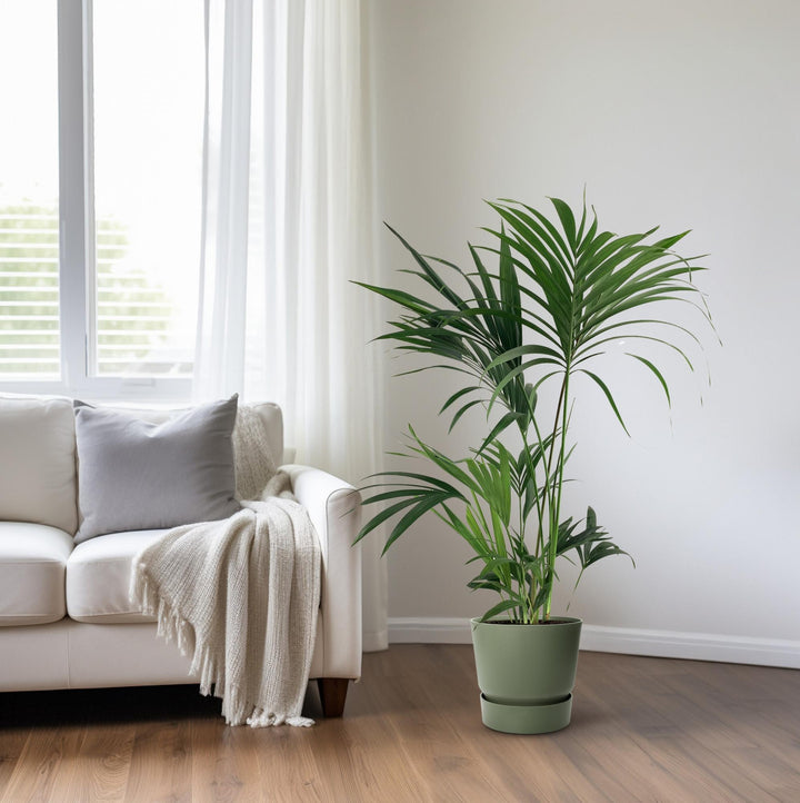 Kentia Palm Howea Forsteriana 130cm - Low Light Indoor Plant
