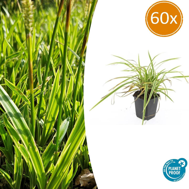 Carex Morrowii Aureovariegata - Variegated Japanese Sedge Plant