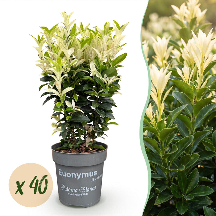 40x Euonymus japonica Paloma Blanca - Spindle - Hedge Plants - Evergreen - Green - White - Pot 9cm - Height 20-30cm